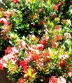 Ixora chinensis